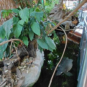 Mixed turtle exhibit