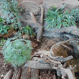 Asian forest tortoise exhibit