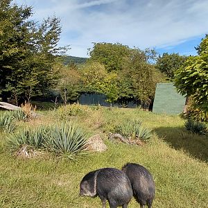 Collared pecary exhibit