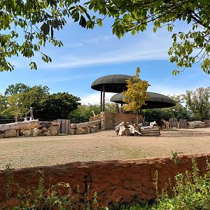 Watusi and ostrich exhibit