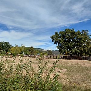 Przewalski's horse exhibit