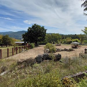 Przewalski's horse exhibit