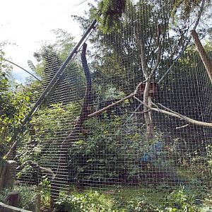Ruffed lemur outdoor exhibit