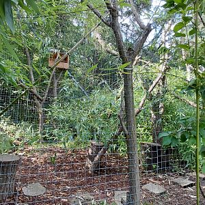 Ruffed lemur outdoor exhibit