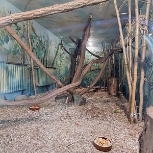 Ruffed lemur indoor exhibit