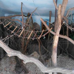 Lemur indoor exhibit