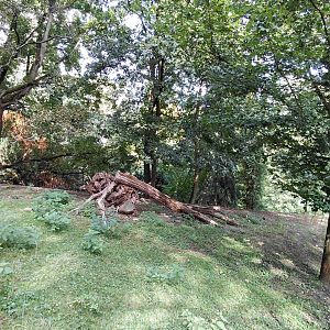 Reeve's muntjac exhibit