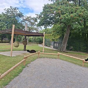 Alpaca walktrough in the fromer giraffe yard