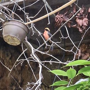 Yellow-crowned gonolek (Laniarius barbarus)