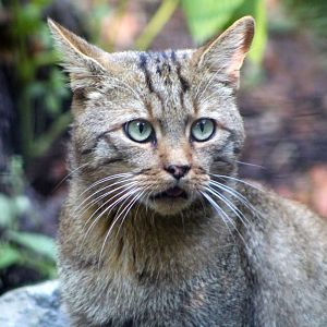Blumengärten Hirschstetten - European Wildcat