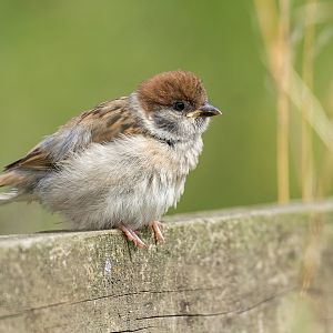 Tree Sparrow fledgling (wild) UK