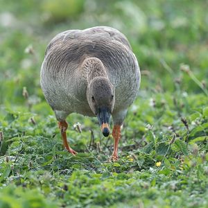 Tundra Bean Goose (wild) UK