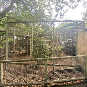 Black and white ruffed lemur enclosure