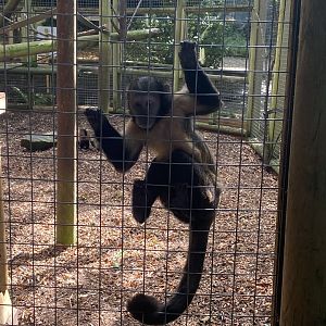Yellow breasted capuchin