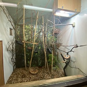 Pygmy marmoset indoor enclosure