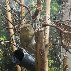 Pygmy marmoset