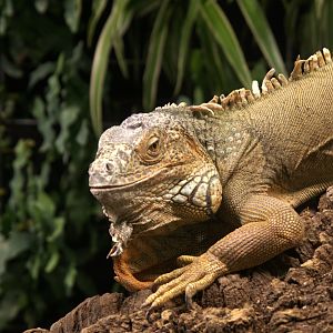 Green Iguana (Iguana iguana), 2025-08-23