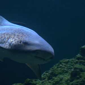 Zebra Shark (Stegostoma tigrinum), 2025-08-23