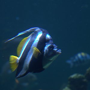 False Moorish Idol (Heniochus diphreutes), 2025-08-23
