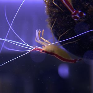 Pacific Cleaner Shrimp (Lysmata amboinensis), 2025-08-23