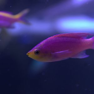 Square Spot Anthias (Pseudanthias pleurotaenia), 2025-08-23