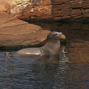California Sea Lion (Zalophus californianus), 2025-08-23
