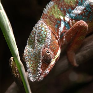 Panther Chameleon (Furcifer pardalis), 2025-08-23