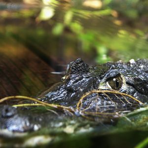 Spectacled Caiman (Caiman crocodilus), 2025-08-23