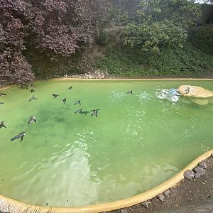 Humboldt penguin pool