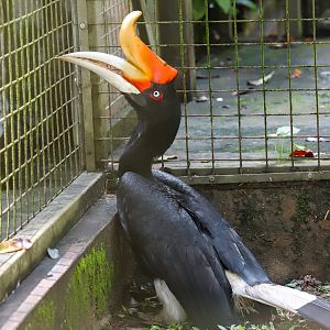 Rhinoceros hornbill