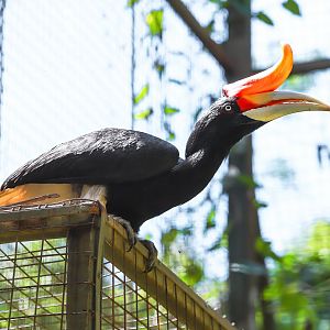 Rhinoceros hornbill