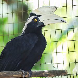 Black hornbill