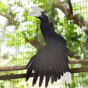 Black hornbill