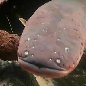 Electric Eel Face