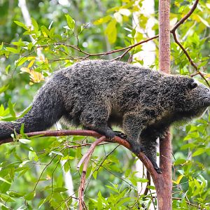 Binturong