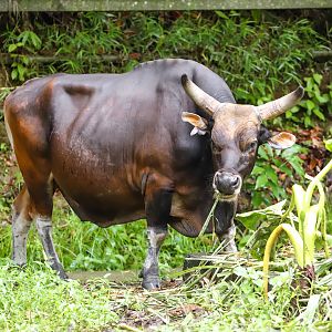 Borneo banteng