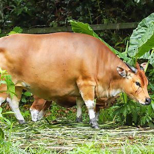 Borneo banteng