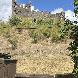 Cameroon sheep in front of the castle