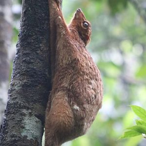 "Red morph" Sunda Colugo