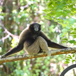 Müller's gibbon
