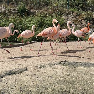 American and Chilean flamingos