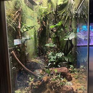 New Poison Dart Frog enclosure (former Giant Toad enclosure)