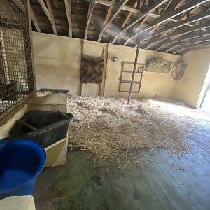 Bactrian camel indoors