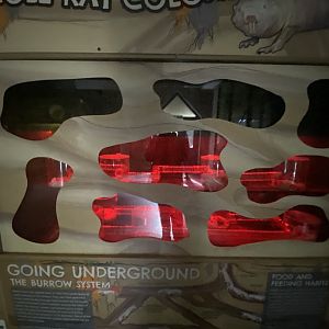 Naked mole rat enclosure