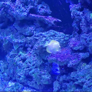 Closer image to the unknown fish taken at the Zoo Granby in 2024