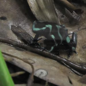 Poison dart frog