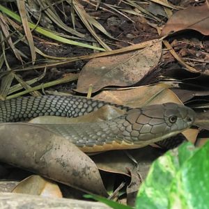King cobra