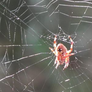 Wild Spotted Orbweaver (Neoscona crucifera)