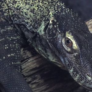 Komodo dragon