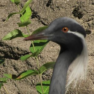 Demoiselle crane upclose